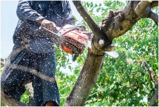 tree services Gatesville